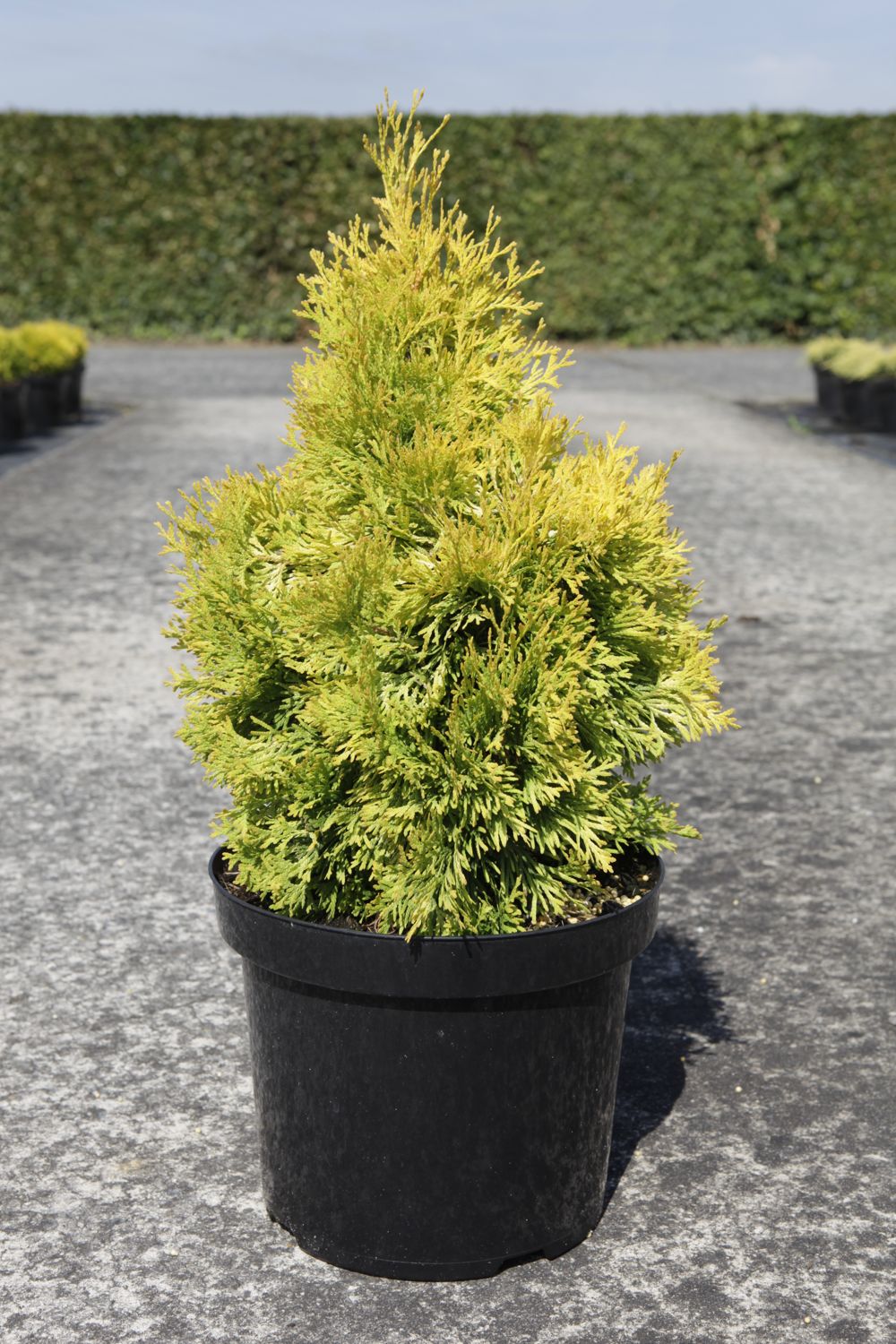 Thuja Occidentalis Jantar Pbr Cont 7 5l 40 Cm Denolf