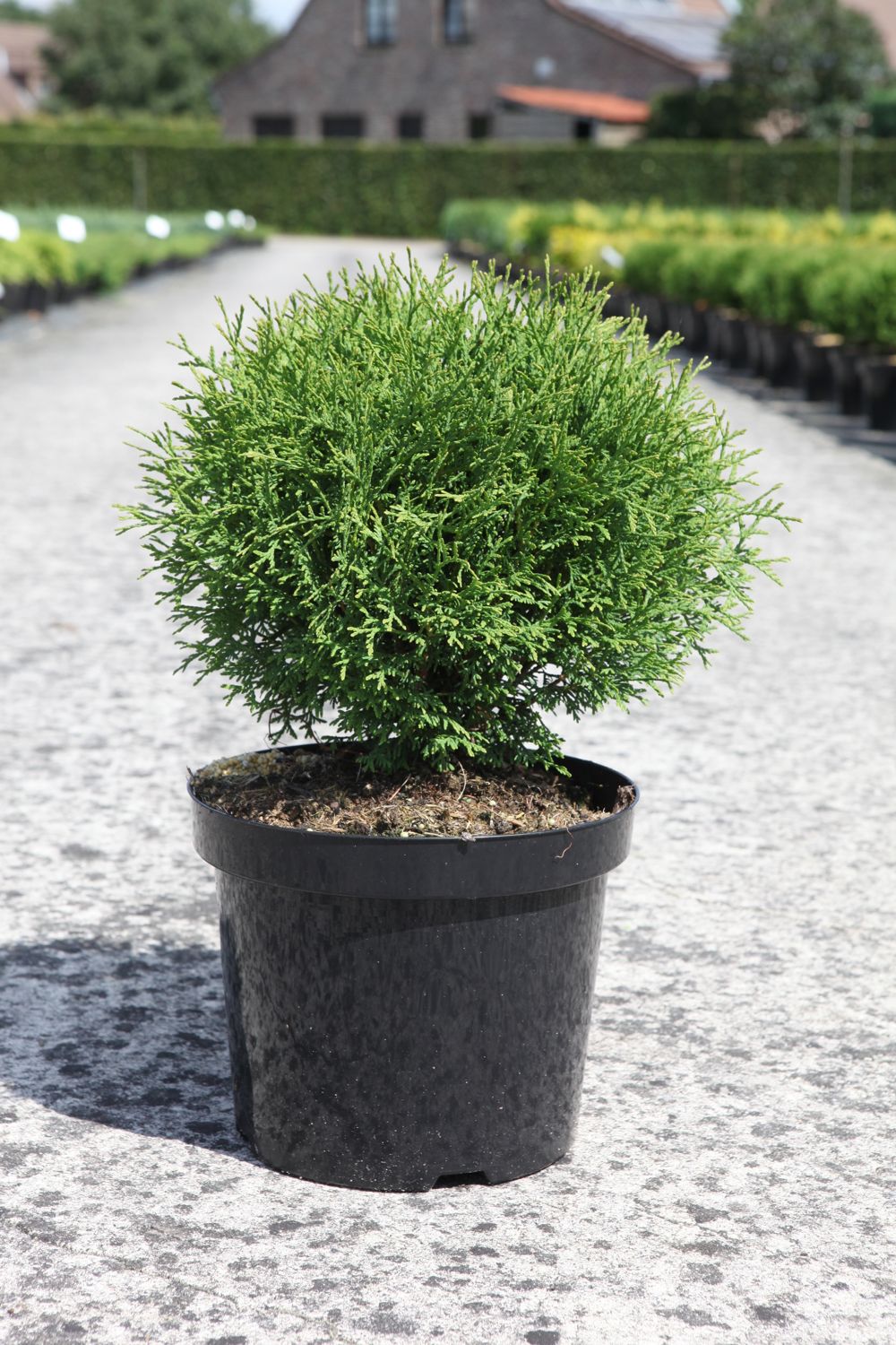 Thuja Occidentalis Tiny Tim Cont 7 5l 30 40 Cm Denolf