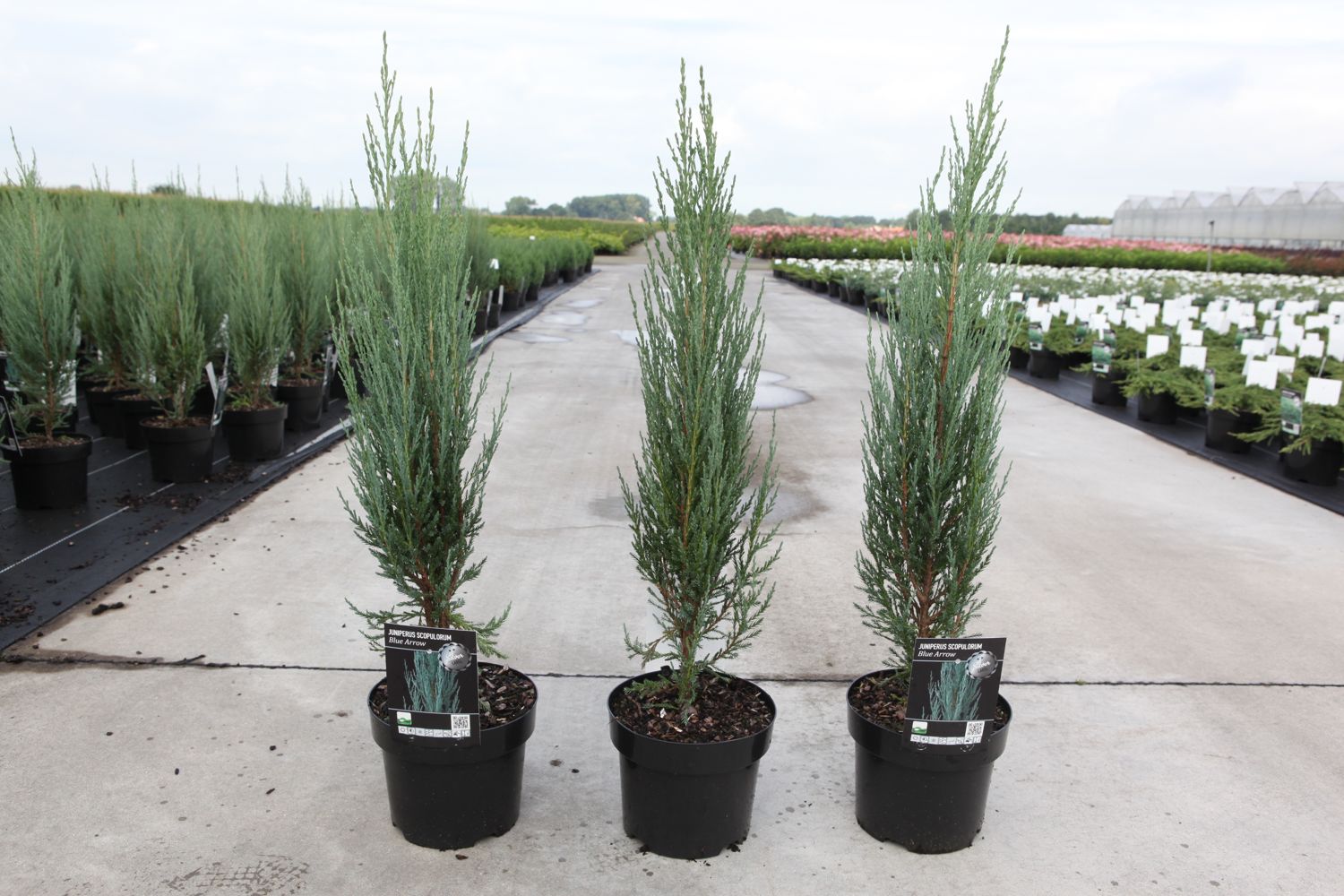 Juniperus Scopulorum Blue Arrow Cont 3l 40 50 Cm P Denolf