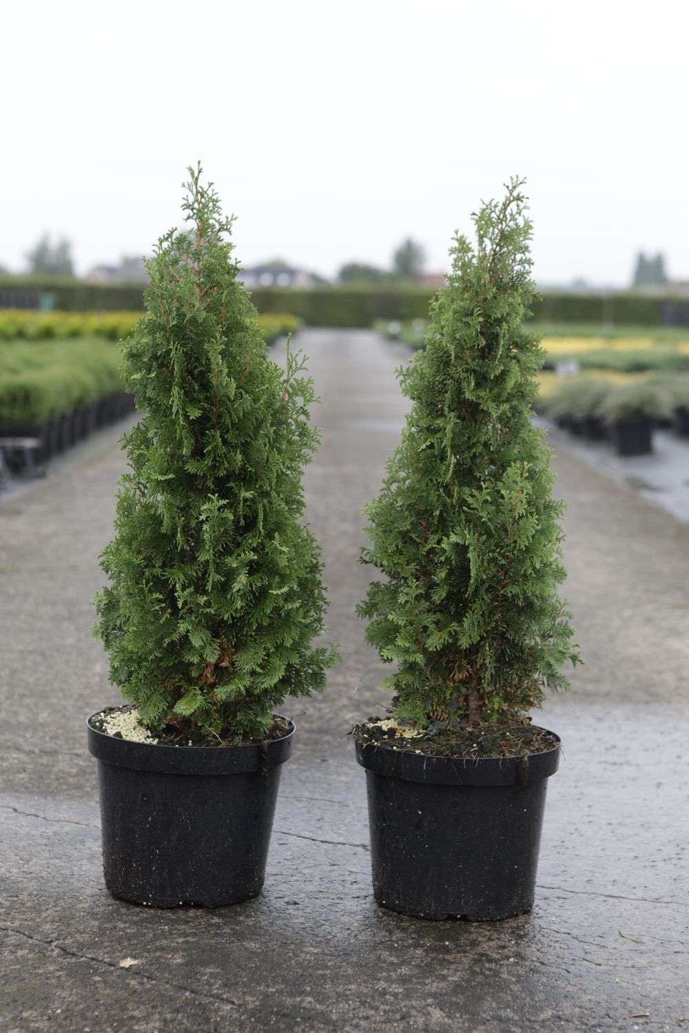 Thuja Occidentalis Degroot S Spire Cont 7 5l 60 80 Cm Denolf