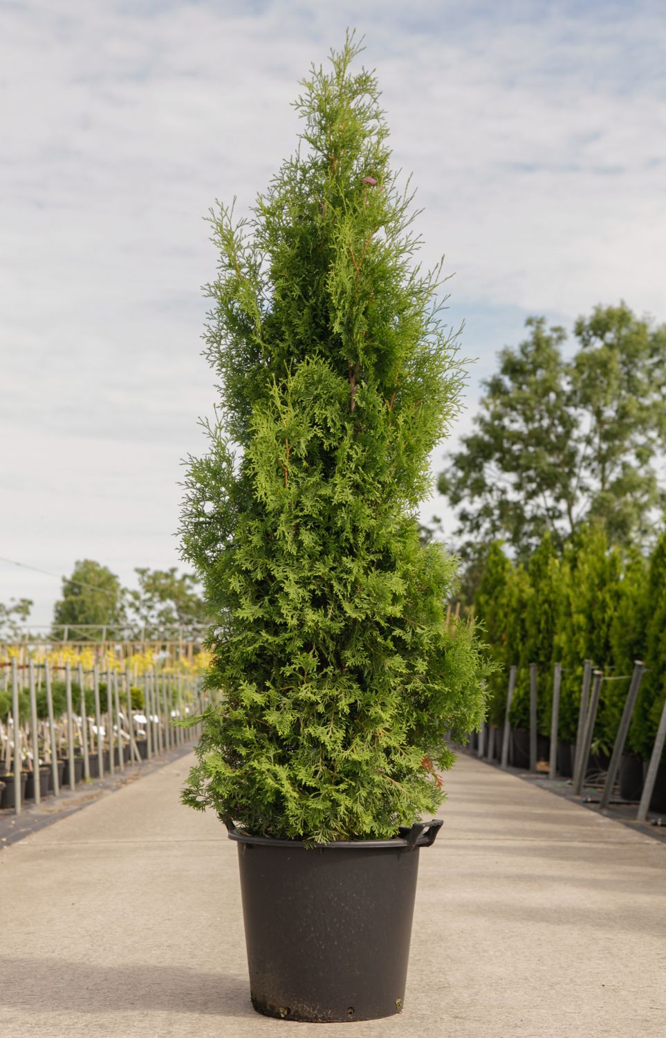 Thuja Occidentalis Pyramidalis Compacta Cont 35l 150 Cm Denolf