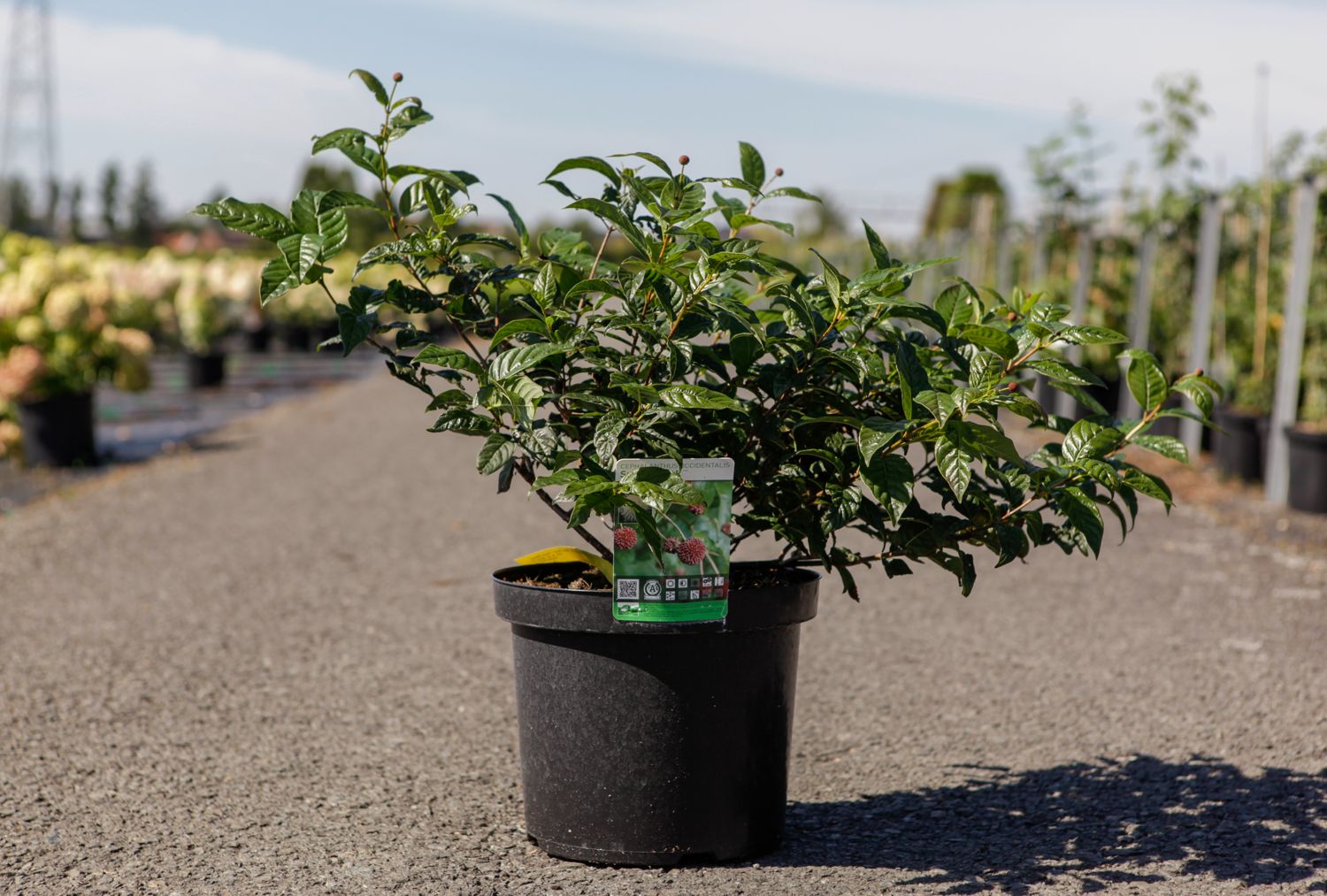 Cephalanthus Occidentalis Sugar Shack Proven Winners Cont 10l 40 50 Cm Denolf