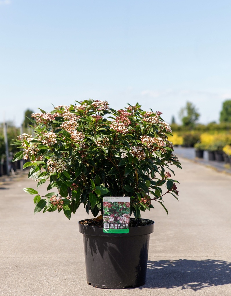 Viburnum tinus SPIRIT (PBR) cont. 10L 50-60 cm +p | Denolf