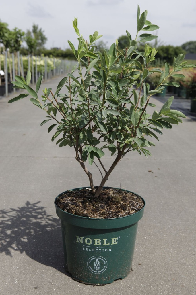 Exochorda racemosa 'Niagara' Noble® (PBR) cont. 10L déco 50-60 cm +p