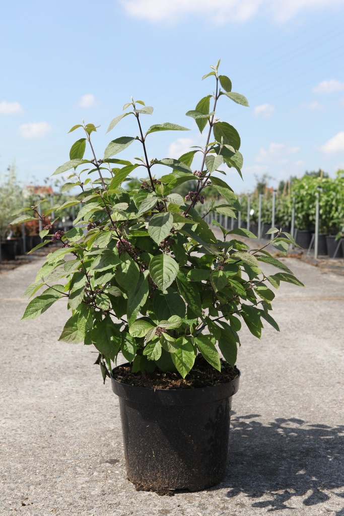 Callicarpa bodinieri 'Profusion' cont. 10L 80/+ cm +B