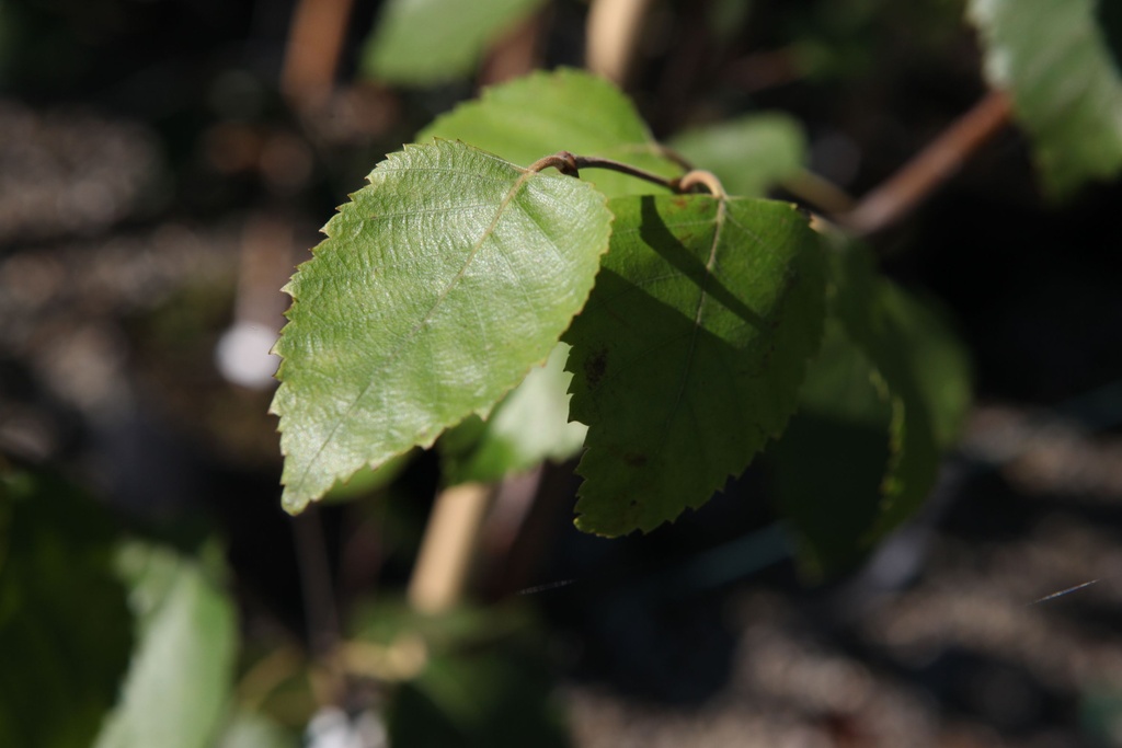 Betula utilis jacquemontii cont. 25L 150-200 cm multi-stem