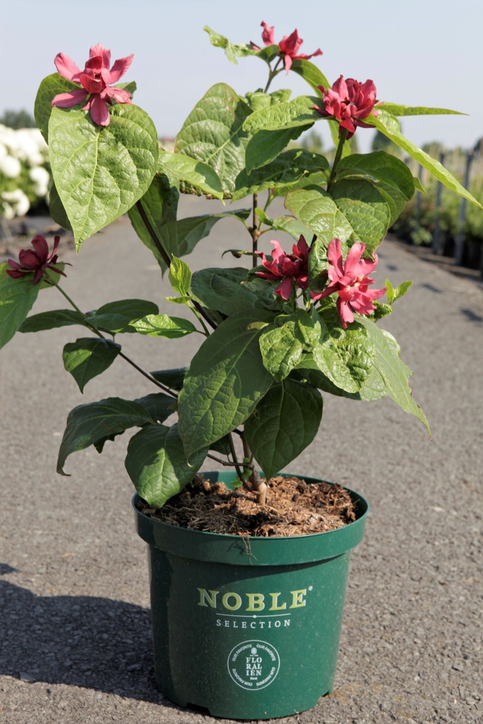 Calycanthus raulstonii 'Hartlage Wine' Noble® cont. 10L deco 80/+ cm +ф