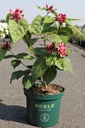 Calycanthus raulstonii 'Hartlage Wine' Noble® cont. 10L deco 80/+ cm +f