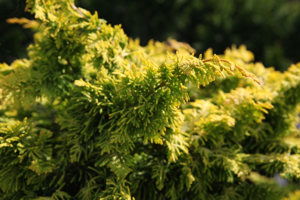 Chamaecyparis obtusa 'Fernspray Gold' cont. 2L 20-25 cm +B