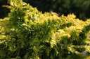 Chamaecyparis obtusa 'Fernspray Gold' cont. 2L 20-25 cm +ф