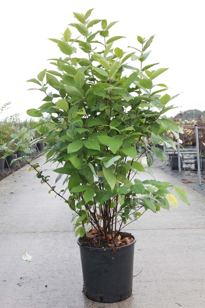 Calycanthus floridus cont. 18L 100-125 cm +ф