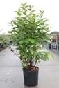 Calycanthus floridus cont. 18L 100-125 cm +B