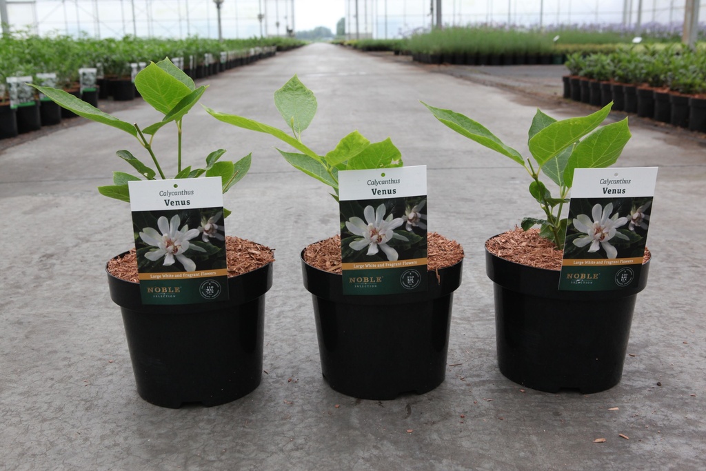 Calycanthus 'Venus' Noble® cont. 3,6L 30-40 cm +ф