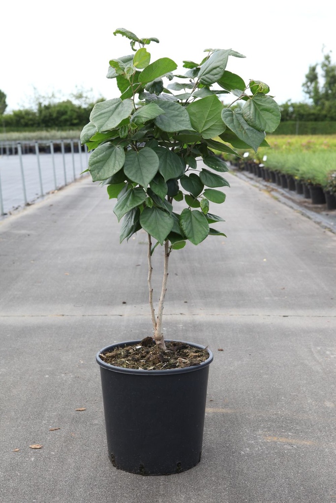 Cercis chinensis 'Avondale' cont. 15L 100/+ cm +ф