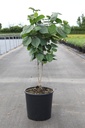 Cercis chinensis 'Avondale' cont. 15L 100/+ cm +B