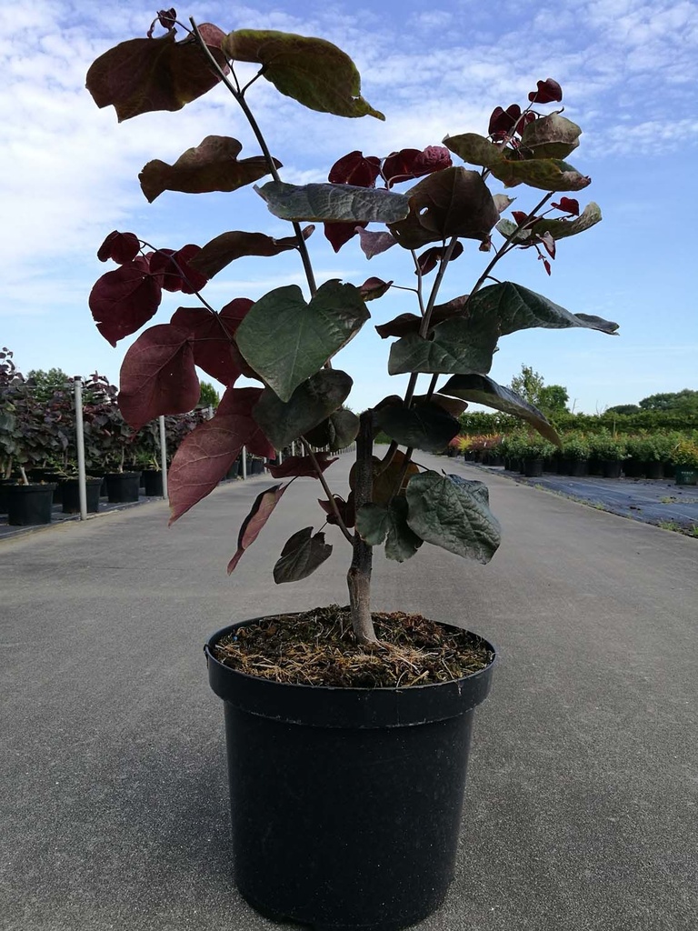 Cercis canadensis 'Forest Pansy' cont. 10L 100/+ cm