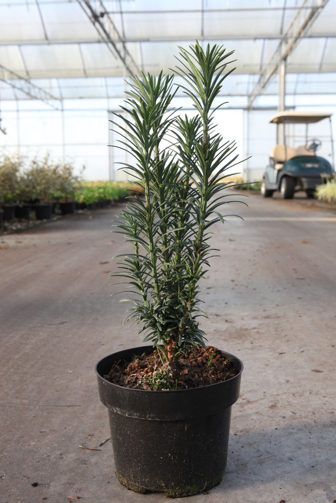 Cephalotaxus harringtonia 'Fastigiata' cont. 2L 20-25 cm +ф