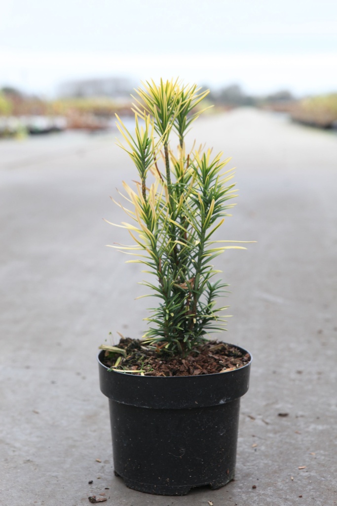 Cephalotaxus harringtonia 'Korean Gold' cont. 2L 20-25 cm +ф