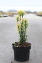 Cephalotaxus harringtonia 'Korean Gold' cont. 2L 20-25 cm +f