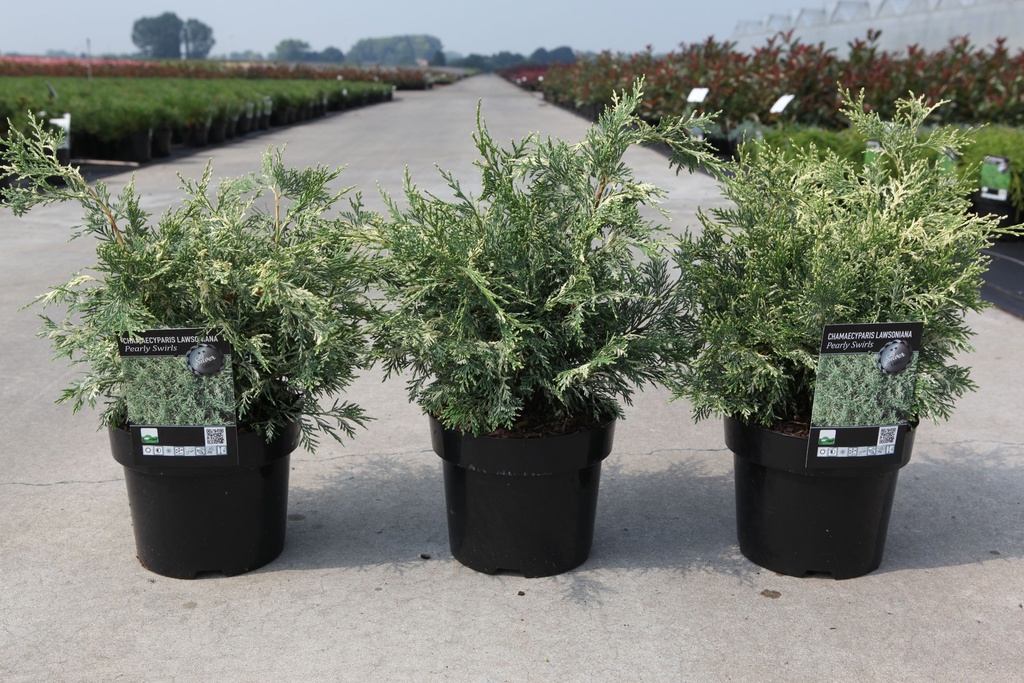 Chamaecyparis lawsoniana 'Pearly Swirls' cont. 3L 25-30 cm +ф