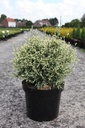 Chamaecyparis lawsoniana 'Pearly Swirls' cont. 7,5L 30-40 cm