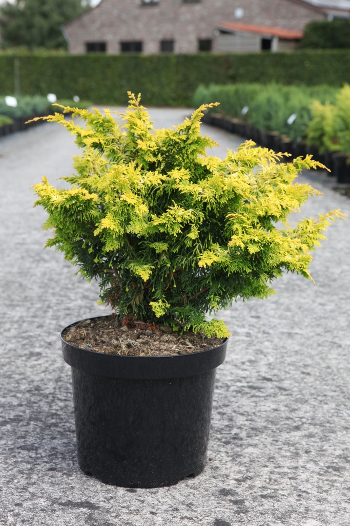 Chamaecyparis obtusa 'Fernspray Gold' cont. 7,5L 40/+ cm