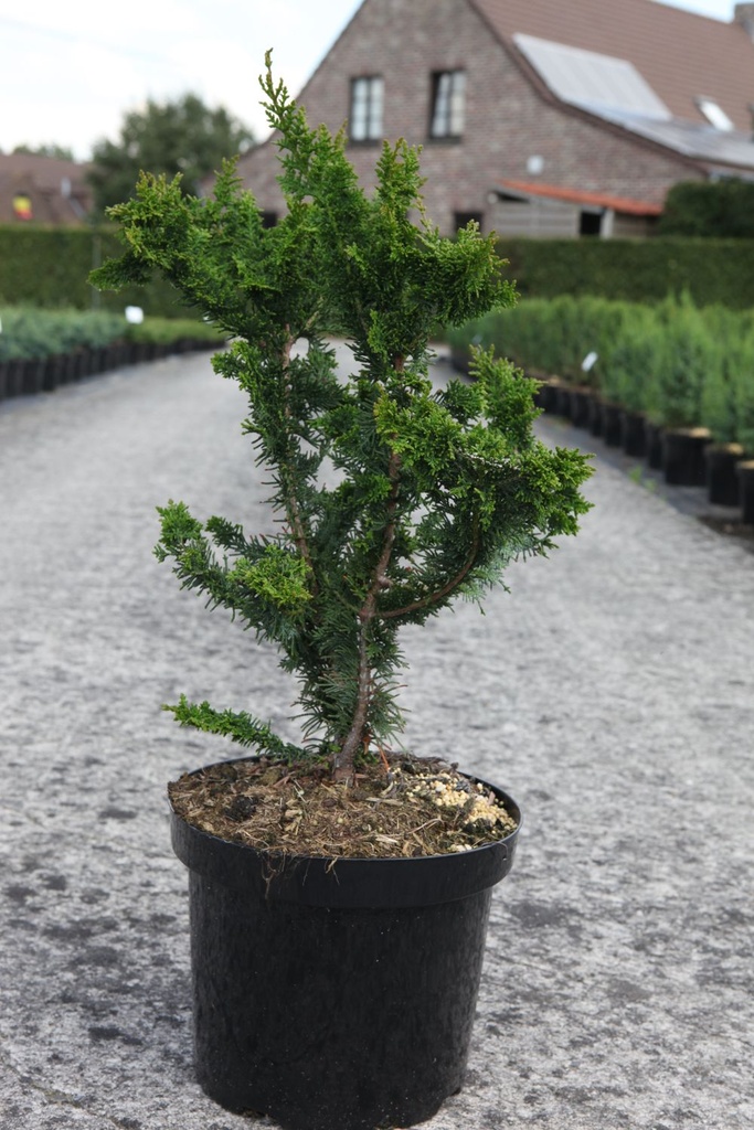 Chamaecyparis pisifera 'Teddy Bear' cont. 7,5L 40/+ cm