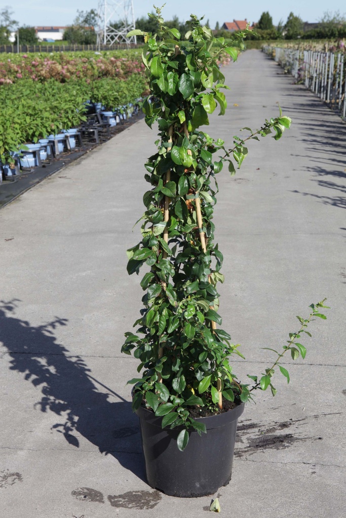 Chaenomeles superba 'Cameo' cont. 10L 60-80 cm Pyramide +B