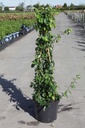 Chaenomeles superba 'Cameo' cont. 10L 60-80 cm pyramid +ф