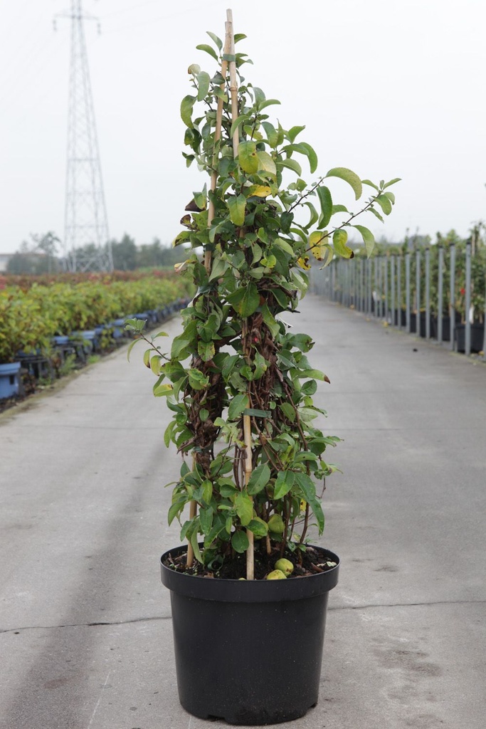 Chaenomeles superba 'Clementine' cont. 10L 60-80 cm pyramide +p