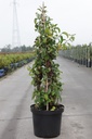 Chaenomeles superba 'Clementine' cont. 10L 60-80 cm Pyramide +B