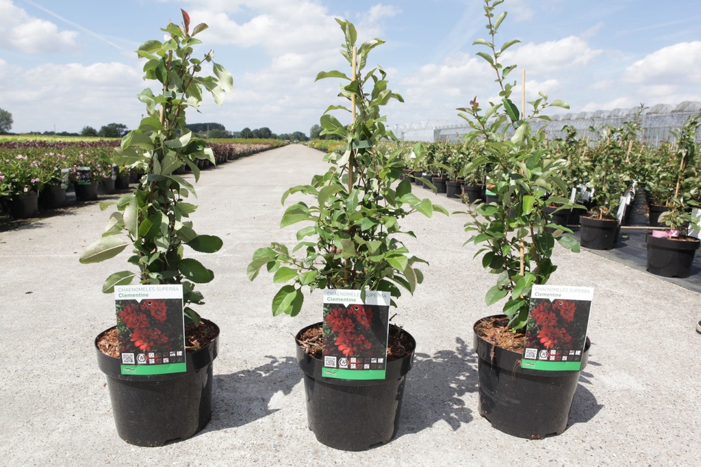 Chaenomeles superba 'Clementine' cont. 3,6L 40/+ cm with cane +p