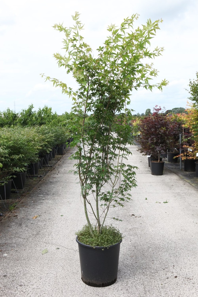 Acer palmatum cont. 25L 150-175 cm +f