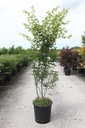 Acer palmatum cont. 25L 150-175 cm +ф