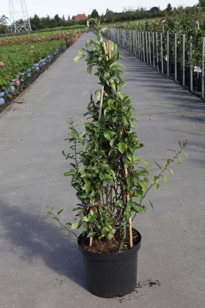 Chaenomeles superba 'Jet Trail' cont. 10L 60-80 cm Pyramide +B