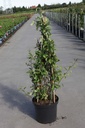 Chaenomeles superba 'Jet Trail' cont. 10L 60-80 cm pyramid +f