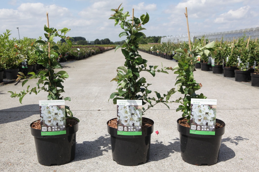 Chaenomeles superba 'Jet Trail' cont. 3,6L 40/+ cm mit Stock +B