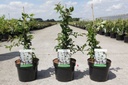 Chaenomeles superba 'Jet Trail' cont. 3,6L 40/+ cm avec tuteur +p