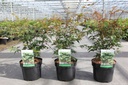 Acer palmatum cont. 3,6L 50-60 cm +ф