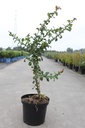 Chaenomeles speciosa 'Orange Storm' Proven Winners® (PBR) cont. 10L deco 60-80 cm pyramid +ф