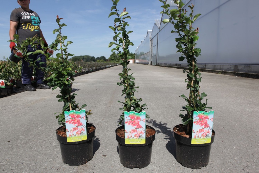 Chaenomeles superba 'Salmon Horizon' cont. 3,6L 40/+ cm met stok +f