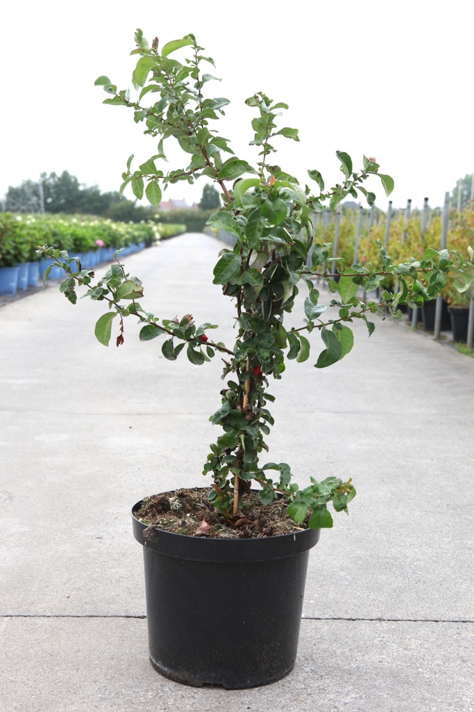 Chaenomeles speciosa 'Scarlet Storm' Proven Winners® (PBR) cont. 10L deco 60-80 cm Pyramide +B