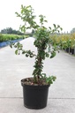 Chaenomeles speciosa 'Scarlet Storm' Proven Winners® (PBR) cont. 10L déco 60-80 cm pyramide +p