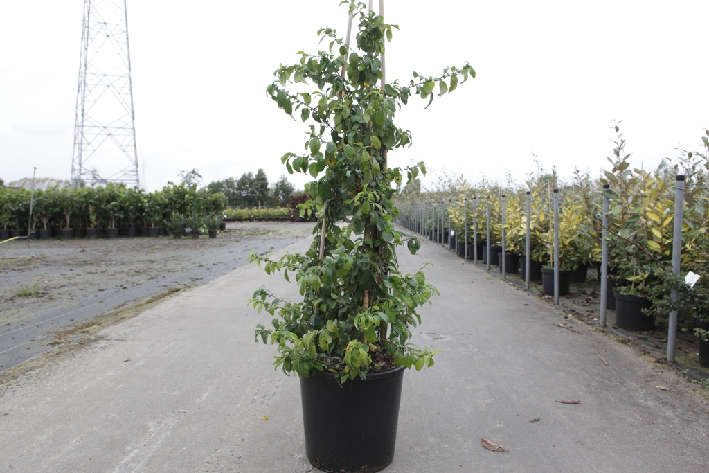 Chaenomeles speciosa 'Yukigoten' cont. 10L 60-80 cm pyramid +p