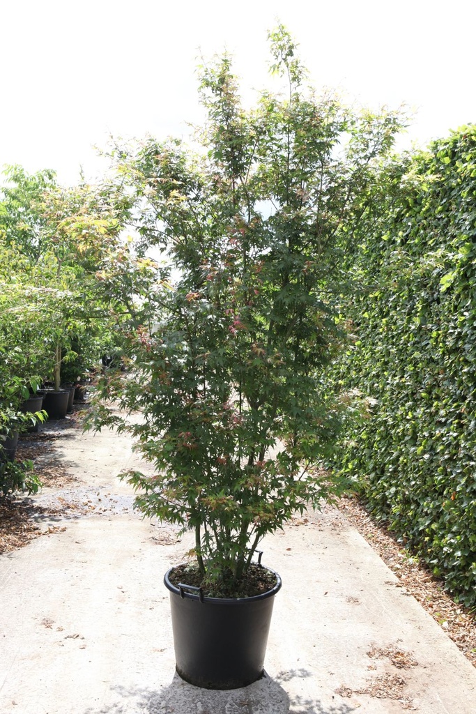 Acer palmatum cont. 70L 175-200 cm Multistamm