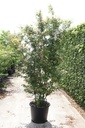 Acer palmatum cont. 70L 175-200 cm multi-stem