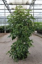 Clethra barbinervis cont. 10L 60-80 cm