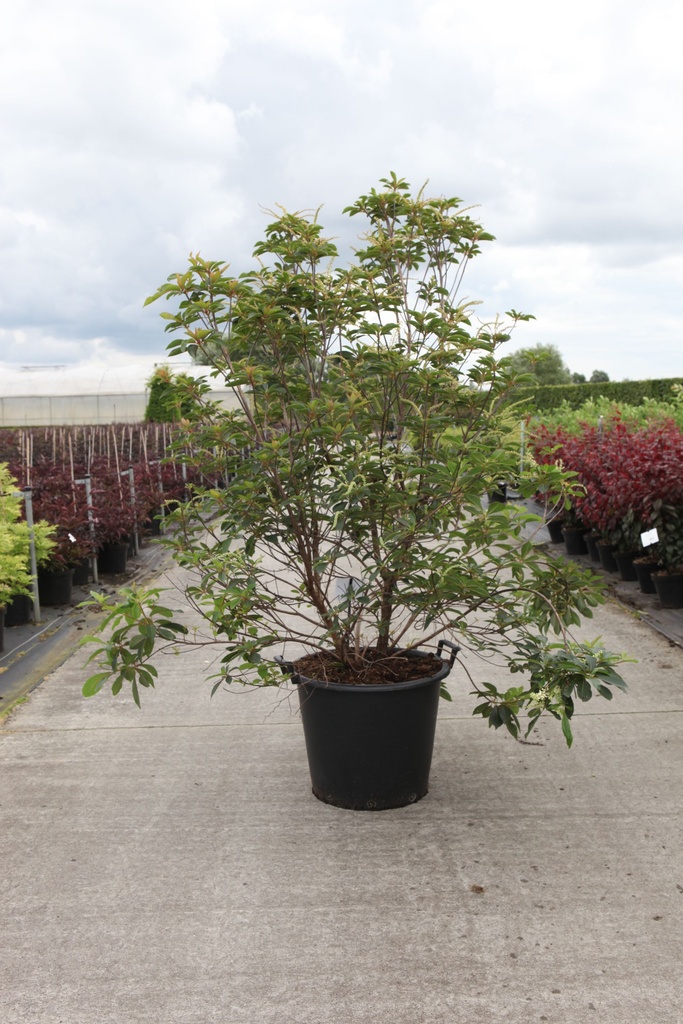 Clethra barbinervis cont. 0,5L (P10,5) Jungpflanzen