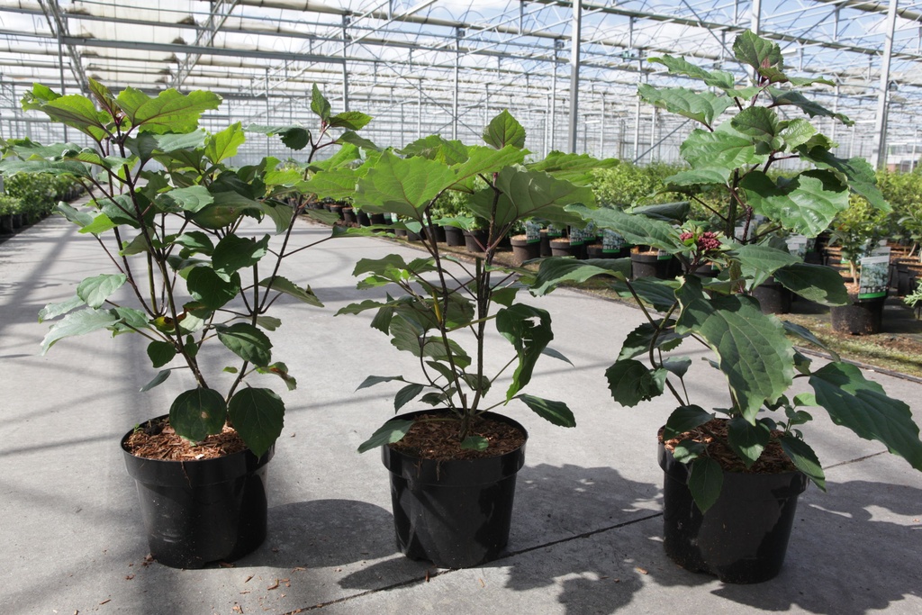 Clerodendrum bungei cont. 3,6L 40-50 cm +ф