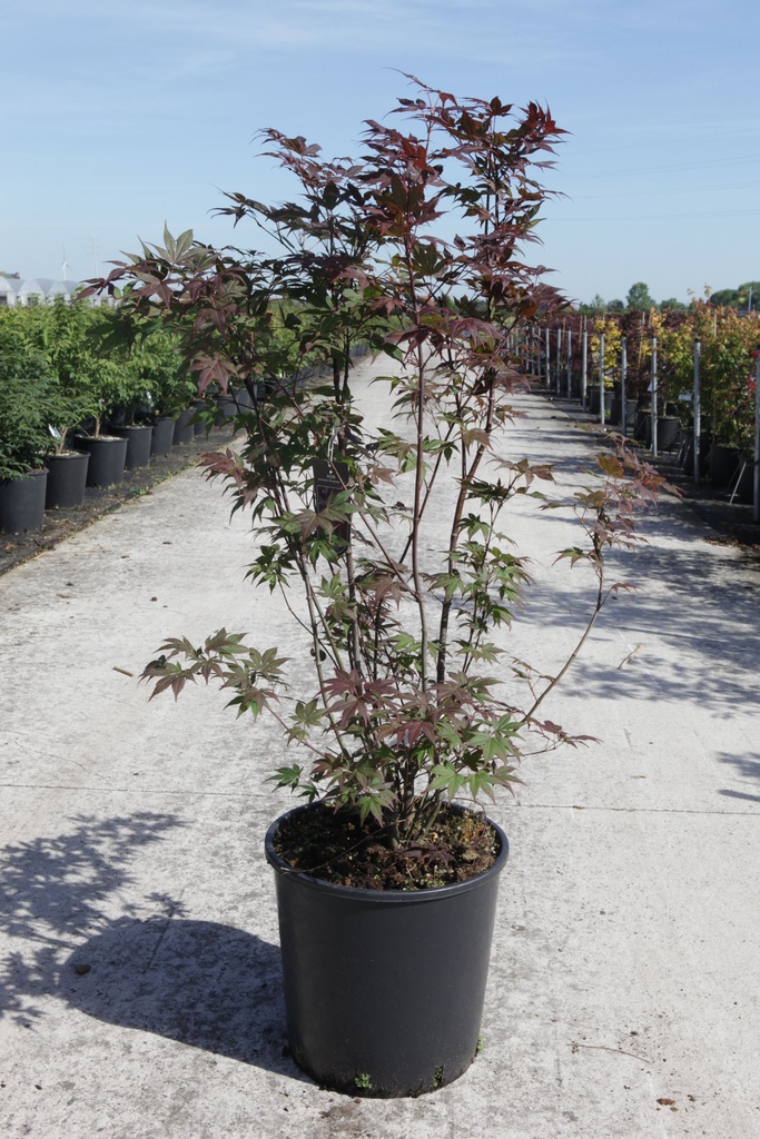 Acer palmatum 'Atropurpureum' cont. 18L 100-125 cm +f